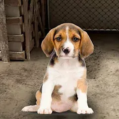 Взлом My Pet Animal Shelter World  [МОД Menu] - последняя версия apk на Андроид